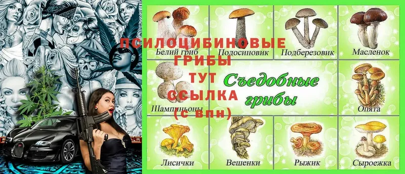 Псилоцибиновые грибы Cubensis  купить   Волжск 